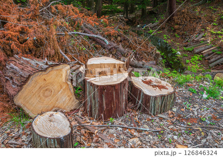 琵琶湖疏水沿いの針葉樹林 京都市 琵琶湖疏水沿いの針葉樹林 京都市 126846324