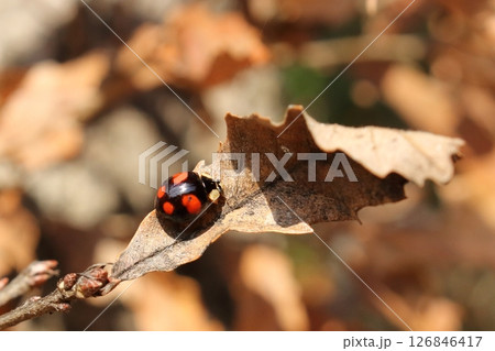 真冬に活動するてんとう虫（ナミテントウ） 126846417