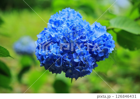青い紫陽花 青い紫陽花 126846431