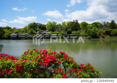 京都　長岡京市　キリシマツツジと八条ヶ池（後方は数寄屋造りの料亭）（長岡天満宮、晩春） 126846448