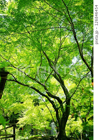 京都 長岡京市 長岡天満宮 錦景苑の青紅葉(晩春) 京都 長岡京市 長岡天満宮 錦景苑の青紅葉(晩春) 126846454