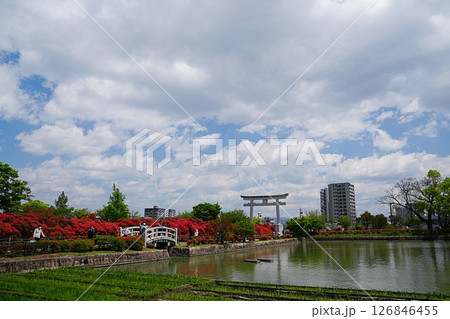 京都　長岡京市　中堤のキリシマツツジと鳥居、八条ヶ池（長岡天満宮、晩春） 126846455