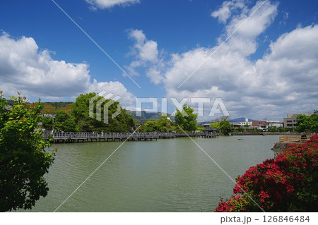 京都　長岡京市　八条ヶ池のキリシマツツジと六角舎・水上橋（長岡天満宮、晩春） 126846484