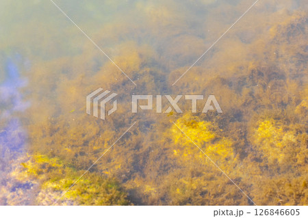 Brest City Park Belarus green river lake and pond water. Brest City Park Belarus green river lake and pond water. 126846605
