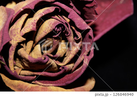A Withered Dried Up FLower Petals on Black Background 126846940