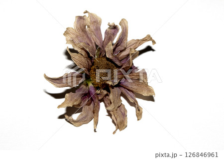 Close up of a withered dried dead flower on white background 126846961
