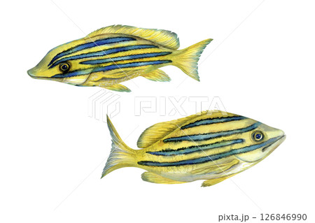 Tropical yellow fish with blue stripes. Watercolor common bluestripe snapper fish template with textures for marine-themed designs children's books, educational materials, textile, snorkeling, diving. 126846990