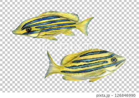 Tropical yellow fish with blue stripes. Watercolor common bluestripe snapper fish template with textures for marine-themed designs children's books, educational materials, textile, snorkeling, diving. 126846990