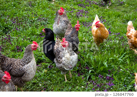Colorful chickens wandering freely in Kaisertal Tyrol amidst lush greenery during a sunny afternoon Colorful chickens wandering freely in Kaisertal Tyrol amidst lush greenery during a sunny afternoon 126847760