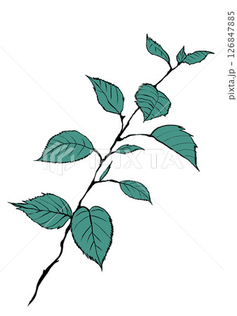 イラスト素材：植物・葉・茎（01）カラー版 126847885