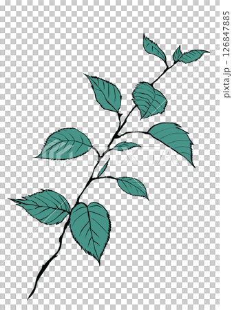 イラスト素材：植物・葉・茎（01）カラー版 126847885
