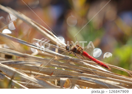 冬の赤トンボ（アキアカネ） 126847909