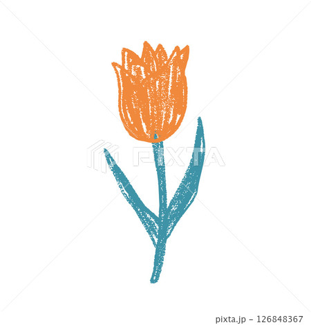 Tulip flower crayon drawn. Spring crocus plant doodle isolated on white background. Summer floral kids element. Chalk or pastel style childish scrawl nature shape. Vector naive illustration by pencil 126848367