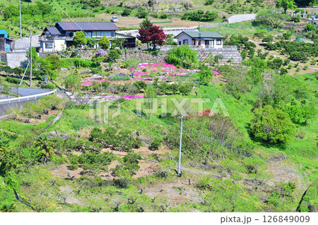 急斜面に建つ民家 新緑の里山 花桃の里 東秩父村 急斜面に建つ民家 新緑の里山 花桃の里 東秩父村 126849009