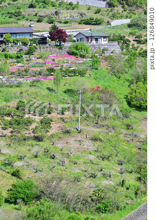 急斜面に建つ民家 新緑の里山 花桃の里 東秩父村 急斜面に建つ民家 新緑の里山 花桃の里 東秩父村 126849010