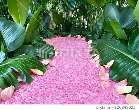 Pink Petals Path Tropical Leaves Lush Green Garden Floral Pathway Soft Calm Decor Scene Fresh Image 126849023