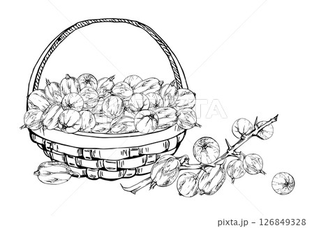 Gooseberry Currant berries leaves, thorny branch in weaved basket, hand drawn in vector ink, ripe picked harvest, lingonberry huckleberry isolated illustration. Restaurant menu, farmers market grocery 126849328
