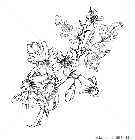 Gooseberry berries leaves flower buds on thorny branch, ripe garden juneberry casseille currant. Cut out botanical illustration vector ink hand drawn. Home preserves cookbook, seasonal farmer calendar 126849330