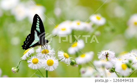 花の蜜を吸う青いアゲハ蝶 126849418