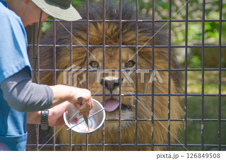 動物園の食事中のオスライオン 動物園の食事中のオスライオン 126849508
