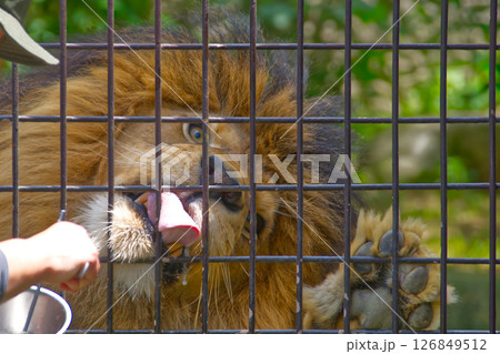 動物園の食事中のオスライオン 動物園の食事中のオスライオン 126849512
