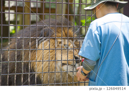 動物園の食事中のオスライオン 126849514