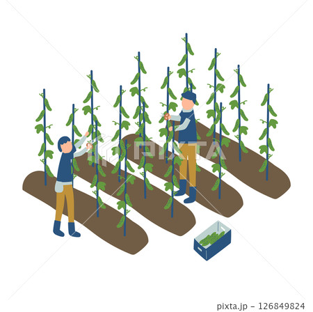 きゅうりの収穫作業をする農家のイラスト 126849824