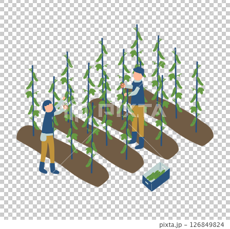 きゅうりの収穫作業をする農家のイラスト 126849824