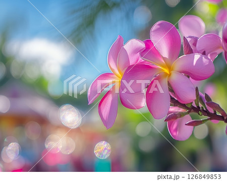 Beautiful Pink Plumeria Flowers Blossom Sunlight Nature Soft Bloom Plant Image Macro Fresh Color 126849853