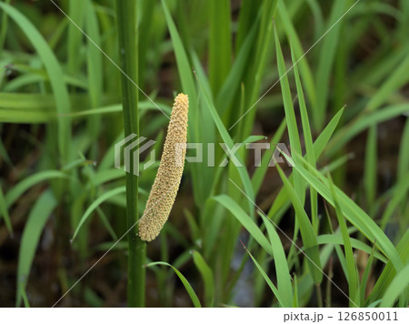 5月に咲いた地味に見える薬用のショウブの花 5月に咲いた地味に見える薬用のショウブの花 126850011