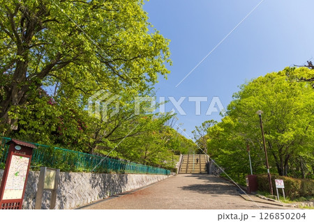 春の会下山公園　神戸市兵庫区にて 126850204