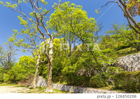 春の会下山公園 神戸市兵庫区にて 春の会下山公園 神戸市兵庫区にて 126850206