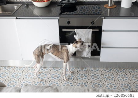 Whippet dog standing in kitchen. Cozy, homey atmosphere with pet, everyday life 126850583