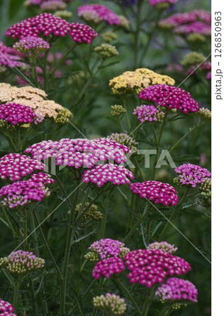 セイヨウノコギリソウ・2025年5月 126850963