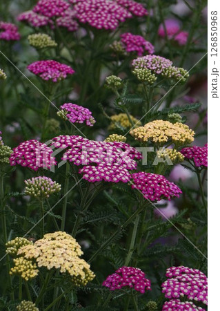 セイヨウノコギリソウ・2025年5月 126850968