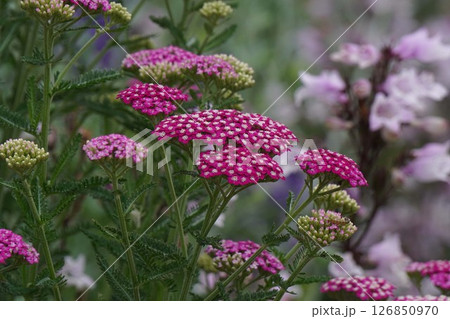 セイヨウノコギリソウ・2025年5月 126850970