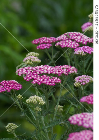 セイヨウノコギリソウ・2025年5月 126850975