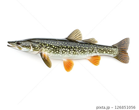 Detailed Illustration of a Pike Fish on White Background 126851056
