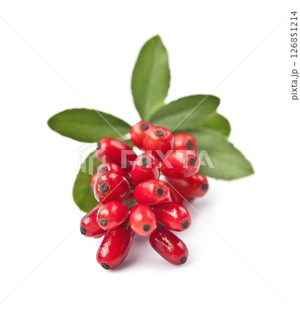 Berberies with leaves on white backgrounds 126851214