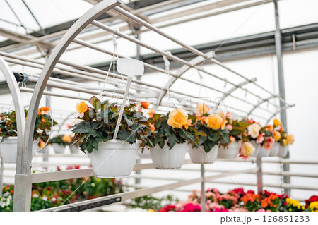 Hanging flower pots on display at a florist shop, showcasing colorful blooms for sale, creating a vibrant and inviting atmosphere. 126851233