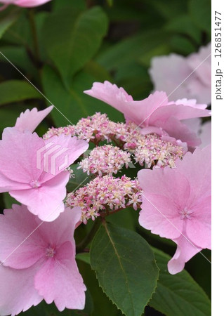 ガク紫陽花の花・2025年5月 126851477