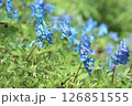 エゾエンゴグサ 126851555