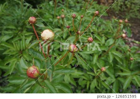 Peony Budding 126851595