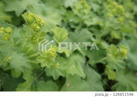 Lady's Mantle Close Up 126851596
