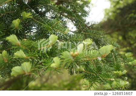 New Growth, Capturing the vibrancy of fresh leaves on a tree New Growth, Capturing the vibrancy of fresh leaves on a tree 126851607