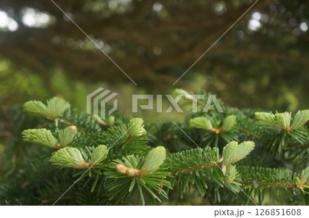 New Growth, Capturing the vibrancy of fresh leaves on a tree 126851608