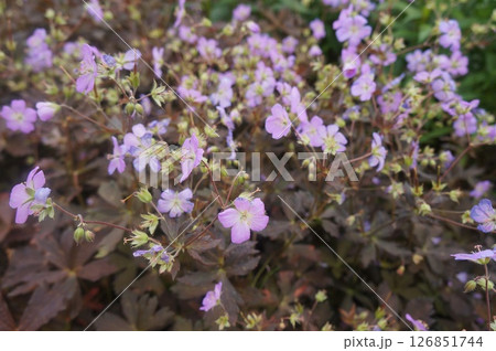 Gentle Geranium 126851744