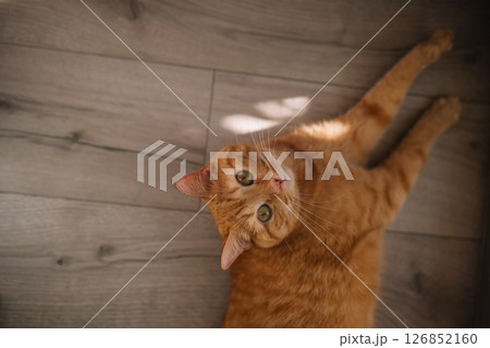 Curious orange cat lounging on wooden floor in cozy living room during afternoon sunlight Curious orange cat lounging on wooden floor in cozy living room during afternoon sunlight 126852160