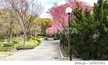 桜咲く大阪大正　千島公園の昭和山 126852561