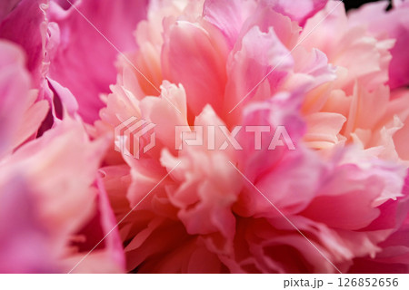 芍薬の花 126852656